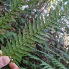 Dicksonia antarctica at Robertson, NSW - suppressed