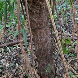 Dicksonia antarctica at Robertson, NSW - suppressed