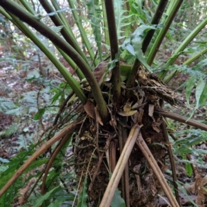 Dicksonia antarctica at Robertson, NSW - suppressed