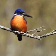 Ceyx azureus (Azure Kingfisher) at Uriarra Village, ACT - 3 Aug 2024 by LinePerrins