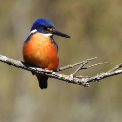 Ceyx azureus (Azure Kingfisher) at Uriarra Village, ACT - 3 Aug 2024 by LinePerrins