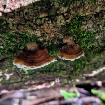 Unidentified Shelf-like to hoof-like & usually on wood at Robertson, NSW - 3 Aug 2024 by trevorpreston