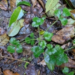 Potentilla indica (Indian Strawberry) at Robertson, NSW - 3 Aug 2024 by trevorpreston