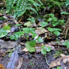 Potentilla indica at Robertson, NSW - 3 Aug 2024