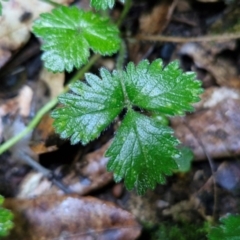 Potentilla indica at Robertson, NSW - 3 Aug 2024 09:56 AM