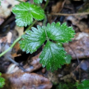 Potentilla indica at Robertson, NSW - 3 Aug 2024