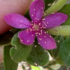 Lithomyrtus obtusa (Beach Myrtella) at Iron Range, QLD - 2 Aug 2024 by lbradley