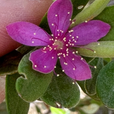 Lithomyrtus obtusa (Beach Myrtella) at Iron Range, QLD - 3 Aug 2024 by lbradley