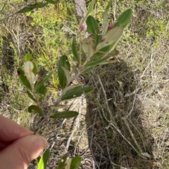 Lithomyrtus obtusa at Iron Range, QLD - 3 Aug 2024 09:42 AM