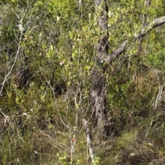 Lithomyrtus obtusa at Iron Range, QLD - 3 Aug 2024 09:42 AM