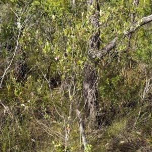 Lithomyrtus obtusa at Iron Range, QLD - 3 Aug 2024