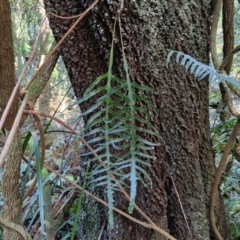 Microsorum scandens (Fragrant Fern) at Robertson, NSW - 3 Aug 2024 by trevorpreston