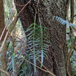 Microsorum scandens at Robertson, NSW - 3 Aug 2024