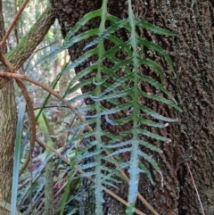 Microsorum scandens at Robertson, NSW - 3 Aug 2024