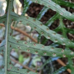 Microsorum scandens at Robertson, NSW - 3 Aug 2024