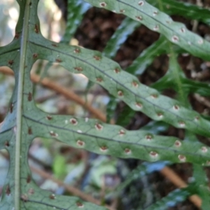 Microsorum scandens at Robertson, NSW - 3 Aug 2024 09:54 AM