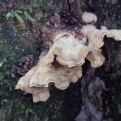 Unidentified Shelf-like to hoof-like & usually on wood at Robertson, NSW - 2 Aug 2024 by trevorpreston