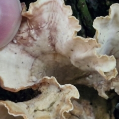 Stereum sp. at Robertson, NSW - 3 Aug 2024 09:53 AM