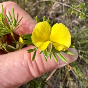 Gompholobium nitidum at Iron Range, QLD - 3 Aug 2024