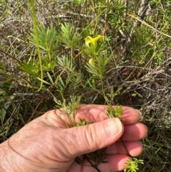 Gompholobium nitidum at Iron Range, QLD - 3 Aug 2024