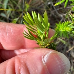 Gompholobium nitidum at Iron Range, QLD - 3 Aug 2024 09:39 AM