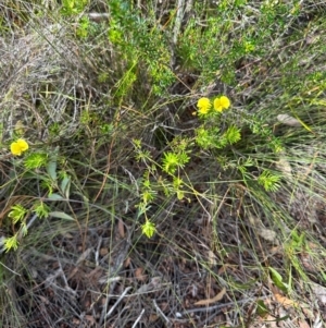 Gompholobium nitidum at Iron Range, QLD - 3 Aug 2024