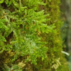 Unidentified Moss, Liverwort or Hornwort at Robertson, NSW - 2 Aug 2024 by trevorpreston