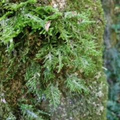 Unverified at suppressed - suppressed