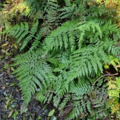 Lastreopsis microsora (Creeping Shield Fern) at Robertson, NSW - 2 Aug 2024 by trevorpreston