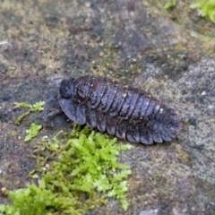 Unverified at suppressed - suppressed