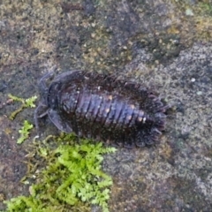 Unverified at suppressed - suppressed