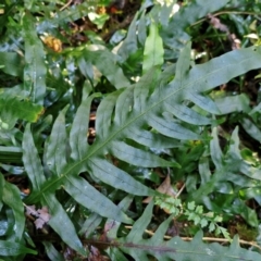 Microsorum scandens (Fragrant Fern) at Robertson, NSW - 2 Aug 2024 by trevorpreston