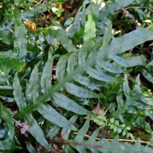 Microsorum scandens at Robertson, NSW - 3 Aug 2024 09:48 AM