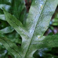 Microsorum scandens at Robertson, NSW - 3 Aug 2024