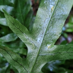 Microsorum scandens at Robertson, NSW - 3 Aug 2024 09:48 AM