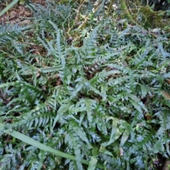 Microsorum scandens at Robertson, NSW - 3 Aug 2024