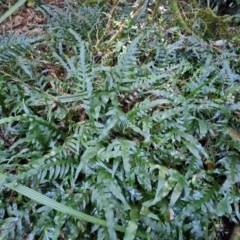 Microsorum scandens at Robertson, NSW - 3 Aug 2024 09:48 AM