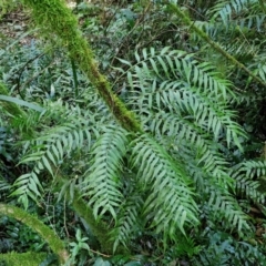 Arthropteris tenella (Climbing Fern) at Robertson, NSW - 2 Aug 2024 by trevorpreston