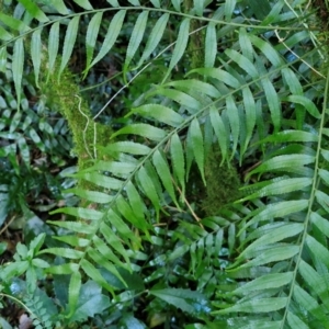 Arthropteris tenella at Robertson, NSW - 3 Aug 2024