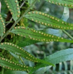 Arthropteris tenella at Robertson, NSW - 3 Aug 2024 09:47 AM