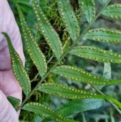 Arthropteris tenella at Robertson, NSW - 3 Aug 2024