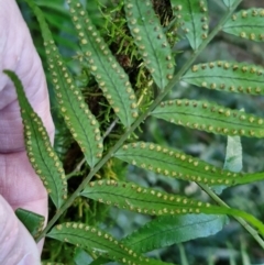 Arthropteris tenella at Robertson, NSW - 3 Aug 2024 09:47 AM