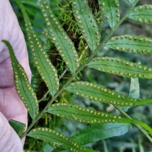 Arthropteris tenella at Robertson, NSW - 3 Aug 2024