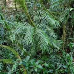 Arthropteris tenella at Robertson, NSW - 3 Aug 2024