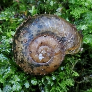 Austrorhytida capillacea at Robertson, NSW - 3 Aug 2024