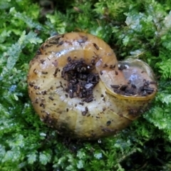 Austrorhytida capillacea at Robertson, NSW - 3 Aug 2024