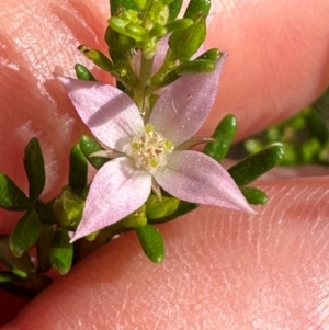 Boronia alulata at Iron Range, QLD - 3 Aug 2024 09:38 AM
