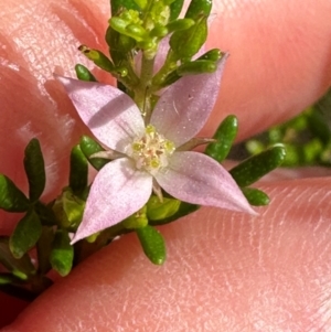 Boronia alulata at Iron Range, QLD - 3 Aug 2024 09:38 AM