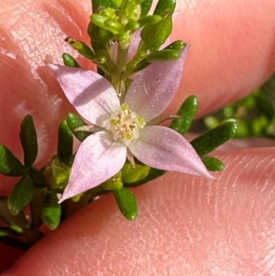 Boronia alulata at Iron Range, QLD - 2 Aug 2024 by lbradley