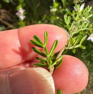 Boronia alulata at Iron Range, QLD - 3 Aug 2024 09:38 AM